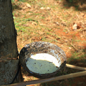 Yokohama częścią projektu